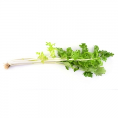 【自营蔬菜】白芹菜  约250g