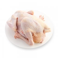 500天凤凰老母鸡 2.5至2.8斤（净膛） 