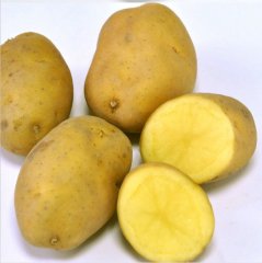 【自营蔬菜】土豆约2斤